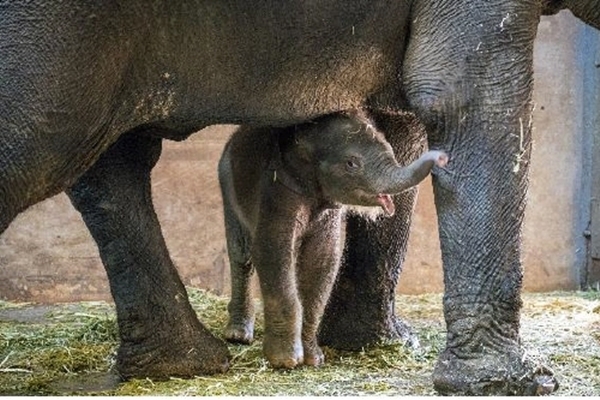 지난 2018년 1월 27일, 캄보디아 출신 코끼리 '캄돌이'와 '캄순이' 부부 사이에서 태어난 아기코끼리는 서울어린이대공원이 손꼽아 기다린 귀한 가족이다. (사진=서울어린이대공원)
