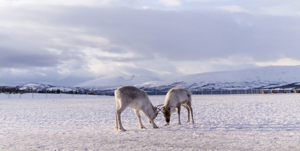 노르웨이 북극권에 살고 있는 북극 원주민 사미족이 기르는 순록들(Reindeer)